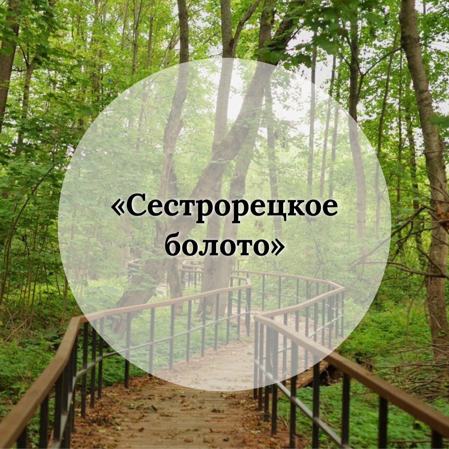 СЕСТРОРЕЦКОЕ БОЛОТО